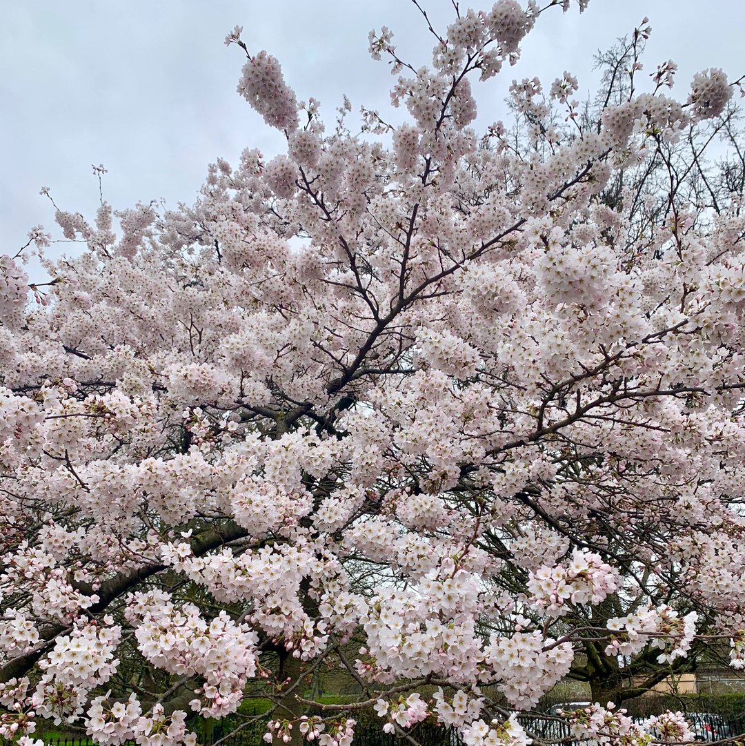Spring is in the air everywhere. Looking forwards to good times 🌸🌸🌸 #auroralondon #affordableluxury #luxurybags #bagoftheweek #howtowearit #ss21 #newyear #stylingtips #styleinspo #fashiongram