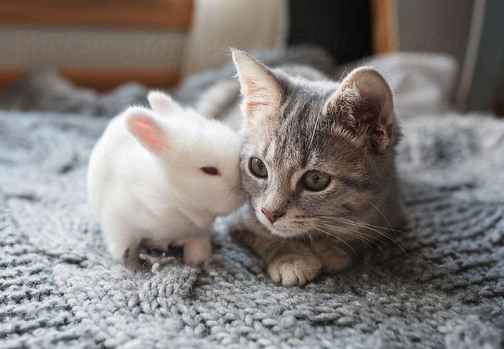 rednblueplanets's tweet photo. 🐯🐶 vs 🐰🐱 🤪 https://t.co/MfnSvMIqIO