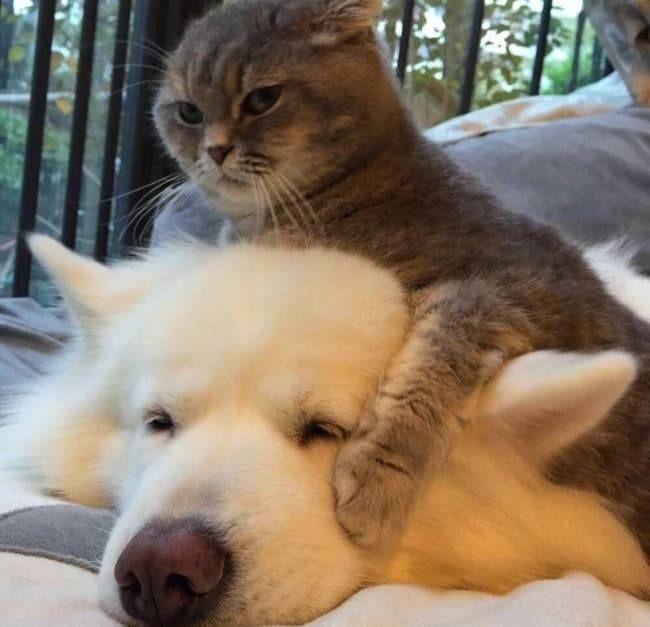 rednblueplanets's tweet photo. Daniel : I'm a Samoyed
Danity : No you're a cat! https://t.co/i9ZvVUA5tj