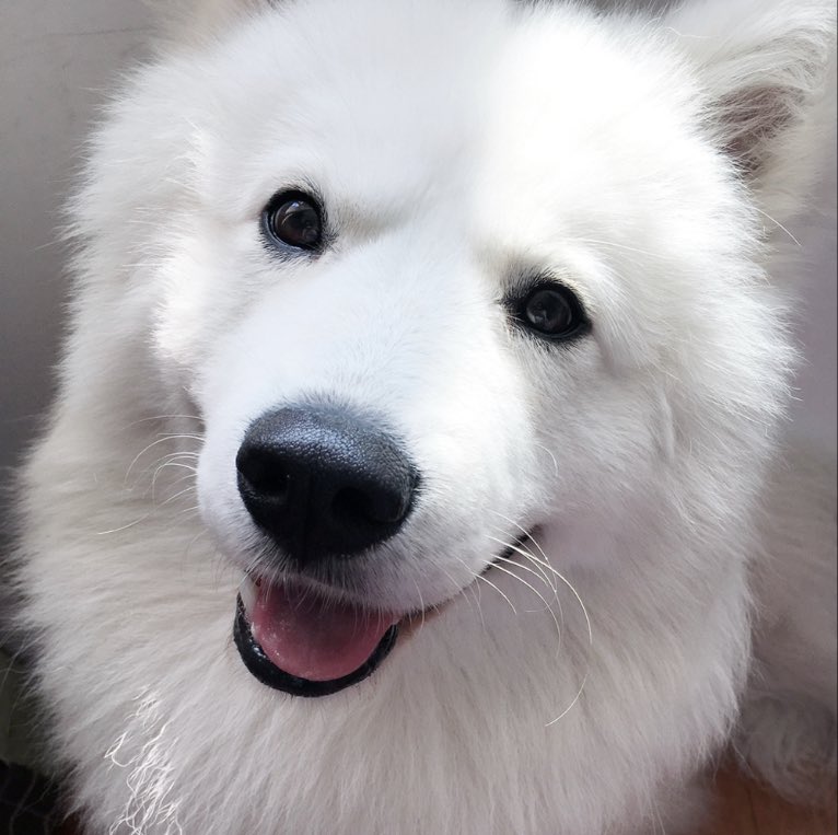 rednblueplanets's tweet photo. Daniel : I'm a Samoyed
Danity : No you're a cat! https://t.co/i9ZvVUA5tj