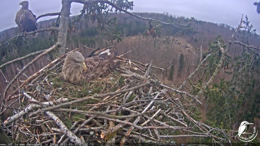 Kas notiek Durbes ligzdā? Kāpēc neglābjat Mildu? Vai nevar aizsūtīt barību ar dronu? Apkopojām atbildes uz biežāk uzdotajiem jautājumiem! 

ldf.lv/lv/article/not…