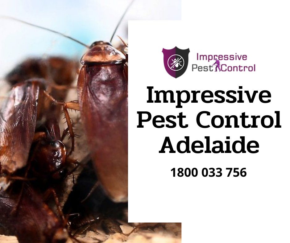 impressivepest's tweet photo. At Impressive #PestControl #Adelaide , we provide you with the best service including #CockroachesControl, Ants Control, #SilverfishControl, and many more services at a good and reasonable rate. 

Get Details:- https://t.co/OOy5MvuID2 https://t.co/fYIytwaUGa