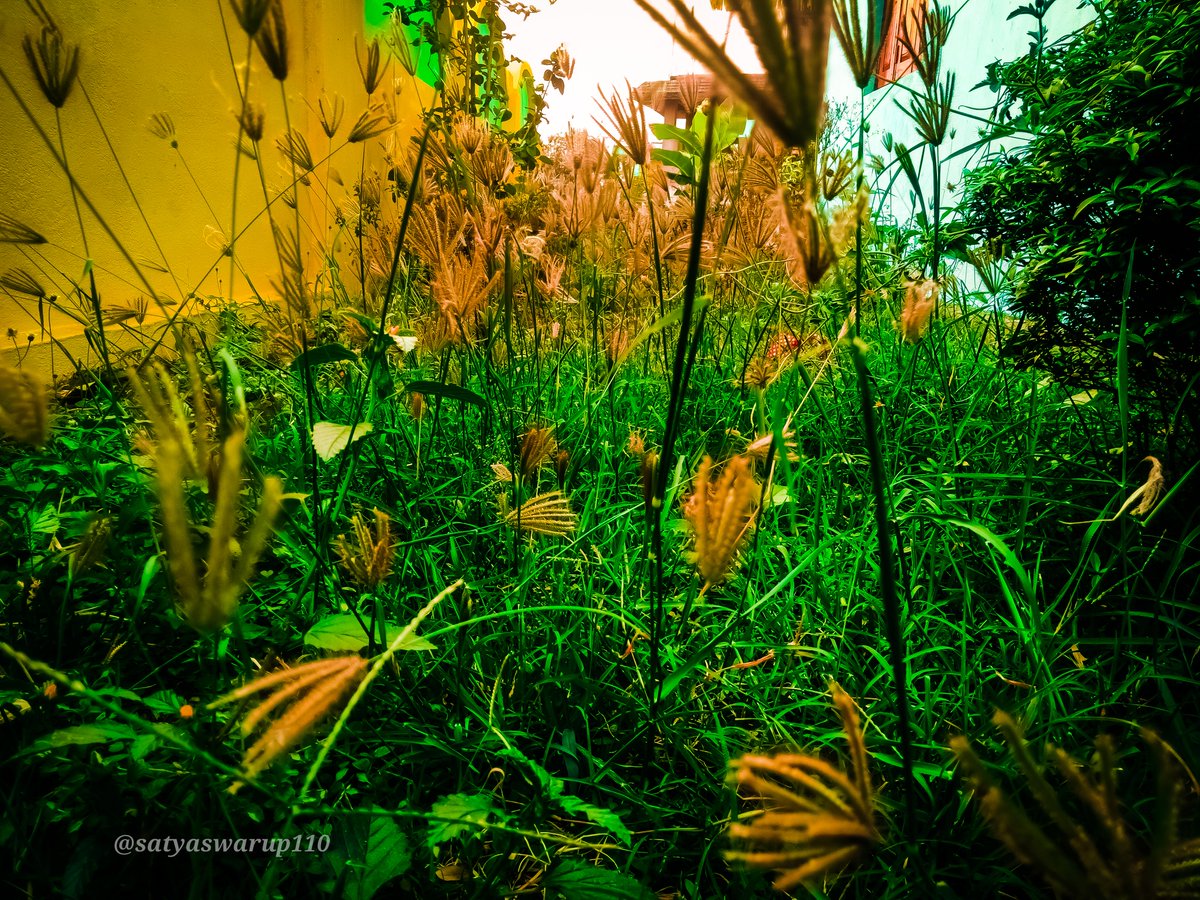 Satyaswarup110's tweet photo. Some beautiful flowers on this earth.....
#flowers #SkyDaysofBloom #PhotoOfTheDay #NaturePhotography #BEAUTIFUL #beauty #grass #dazzling #water #nature_beyond_infinity https://t.co/V2DnpjdO9u