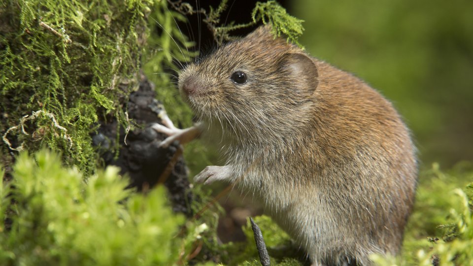 EU_ENV's tweet photo. MAJOR #EUBiodiversity NEWS

100s 🆕 species are described every year.

For the 1st time since 1990, a new species of mammal has been discovered in Europe!

Welcome "Iocus sinkeviciusi", whose name has been dedicated by the team of 🇱🇹 taxonomists to 🇪🇺 Commissioner @VSinkevicius https://t.co/BezSSipTwN
