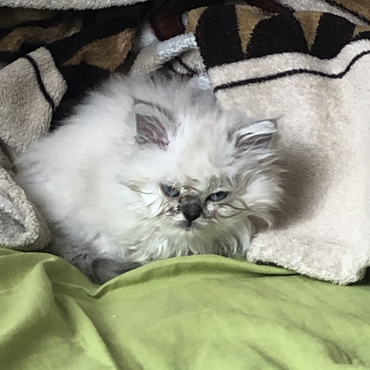 У меня теперь есть кошка