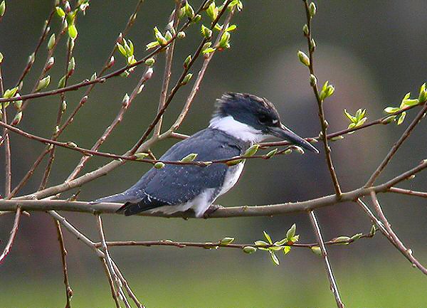 RareBirdAlertUK's tweet photo. #RaritiesOnThisDay
2005 BELTED KINGFISHER at Tixall in Staffordshire, an #AprilFoolsDay mega like no other (📸 Darren Robson)
Stats on BBRC/IRBC accepted rarities available on our Previous Records database https://t.co/yiqecCJUgf https://t.co/Few6brCYXE