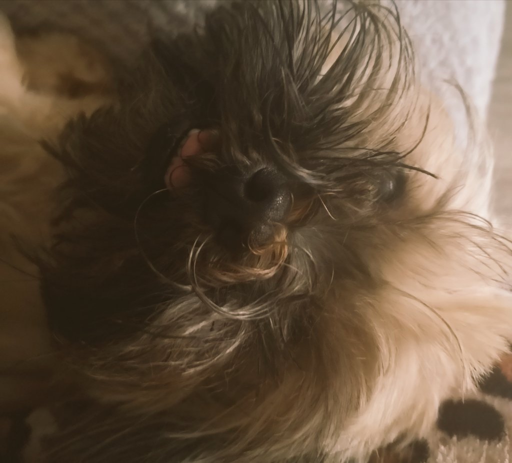 MyBluePeepers's tweet photo. Look at these two scruffs #IWokeUpLikeThis😂#ScruffyDogs #goodmorning #GroomTime stanley & Bailey #Yorkie #LhasaApso ✂️🐾🐶🐾🐶 https://t.co/ptD7SLL8MH