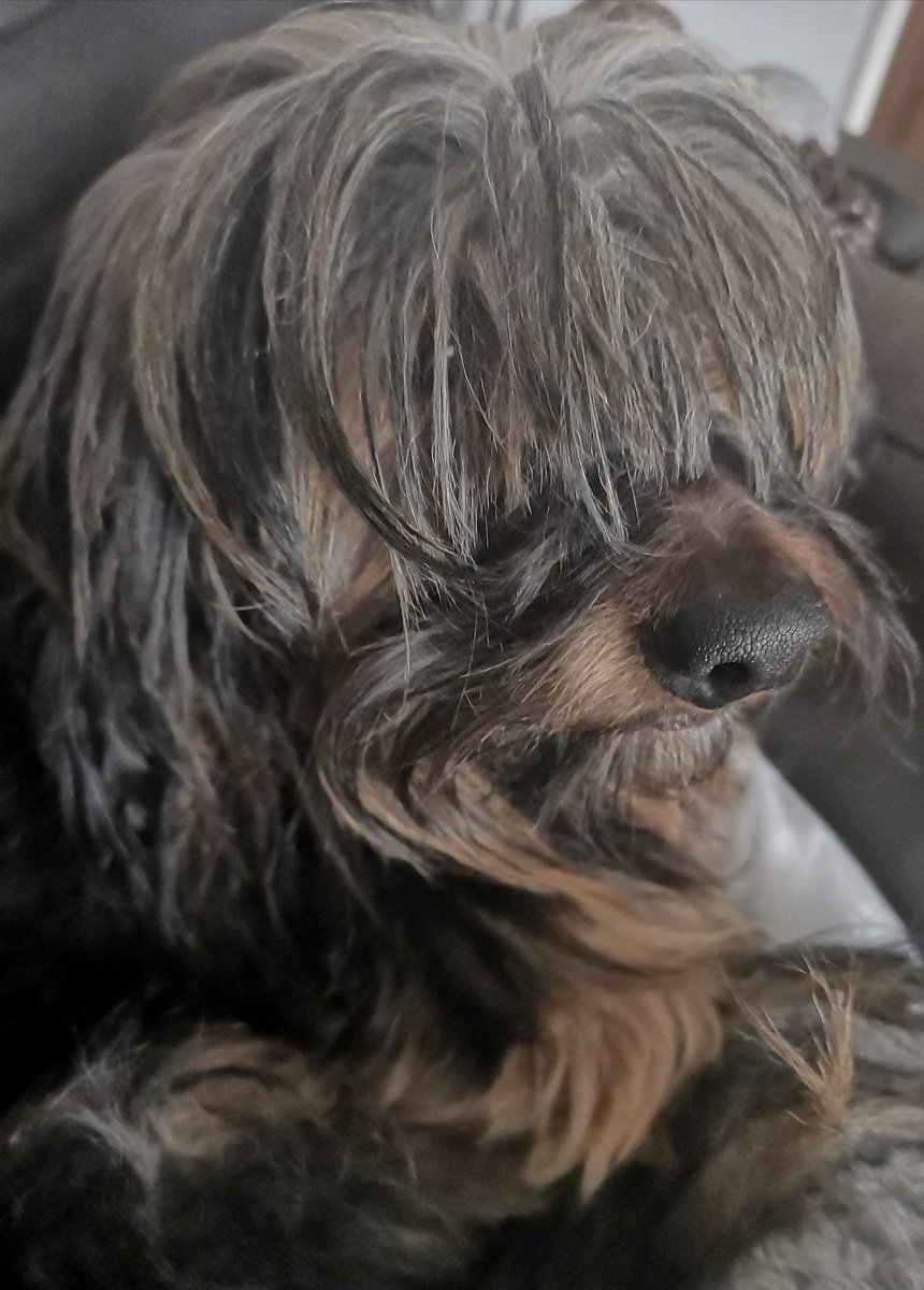MyBluePeepers's tweet photo. Look at these two scruffs #IWokeUpLikeThis😂#ScruffyDogs #goodmorning #GroomTime stanley & Bailey #Yorkie #LhasaApso ✂️🐾🐶🐾🐶 https://t.co/ptD7SLL8MH