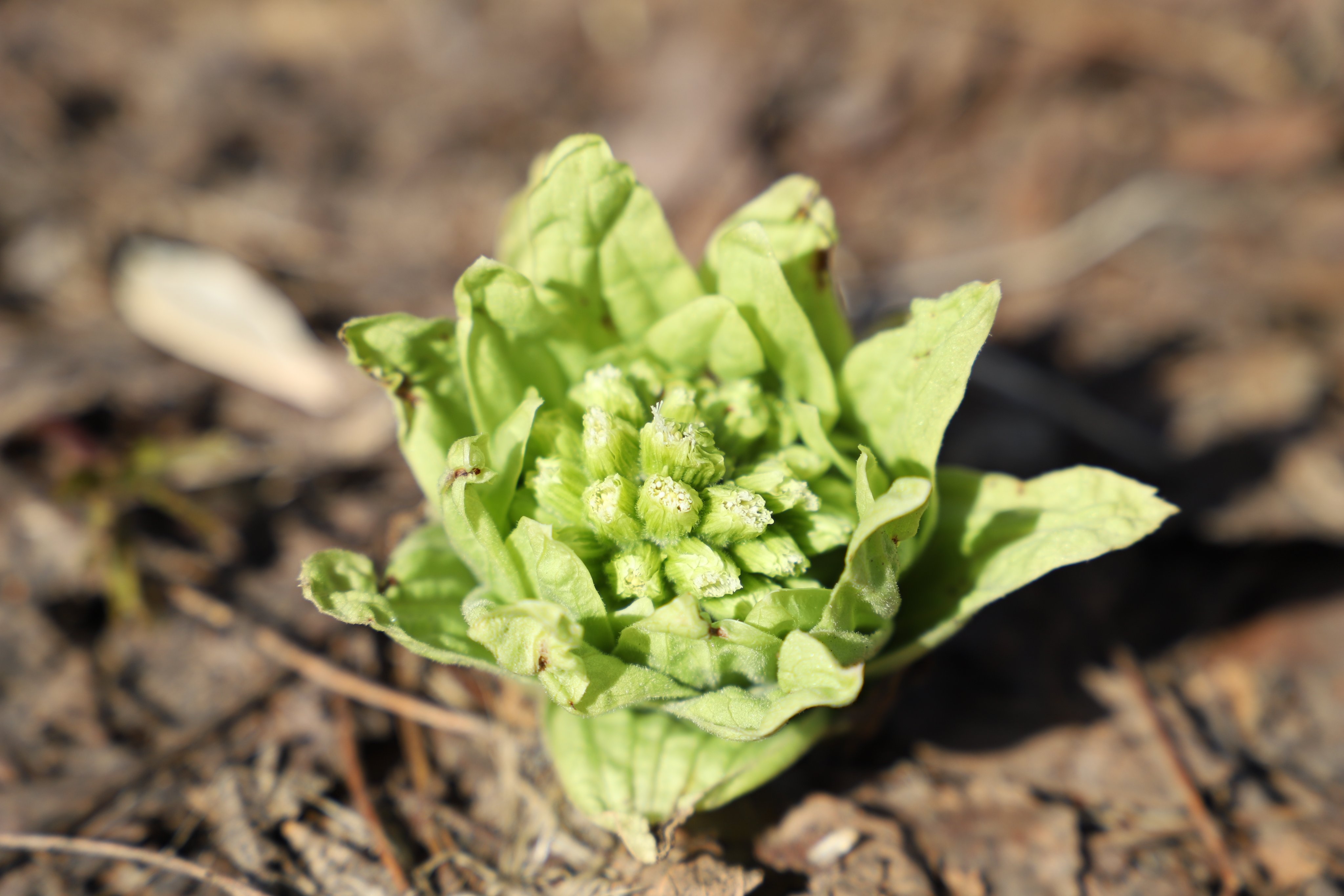 Hokkaido University A Twitter Butterburs Are Starting To Sprout Around The Campus Which Means Spring Is Just Around The Corner Hokkaidouniversity 北海道大学 春から北大 Springiscoming T Co Bzuaeiqix6 Twitter