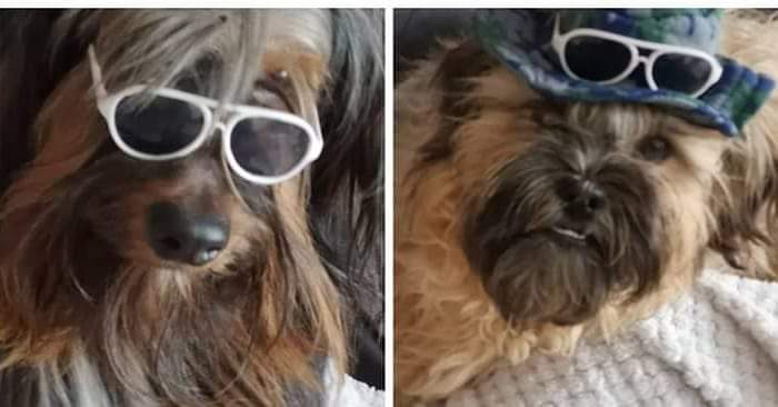 MyBluePeepers's tweet photo. Look at these two scruffs #IWokeUpLikeThis😂#ScruffyDogs #goodmorning #GroomTime stanley & Bailey #Yorkie #LhasaApso ✂️🐾🐶🐾🐶 https://t.co/ptD7SLL8MH