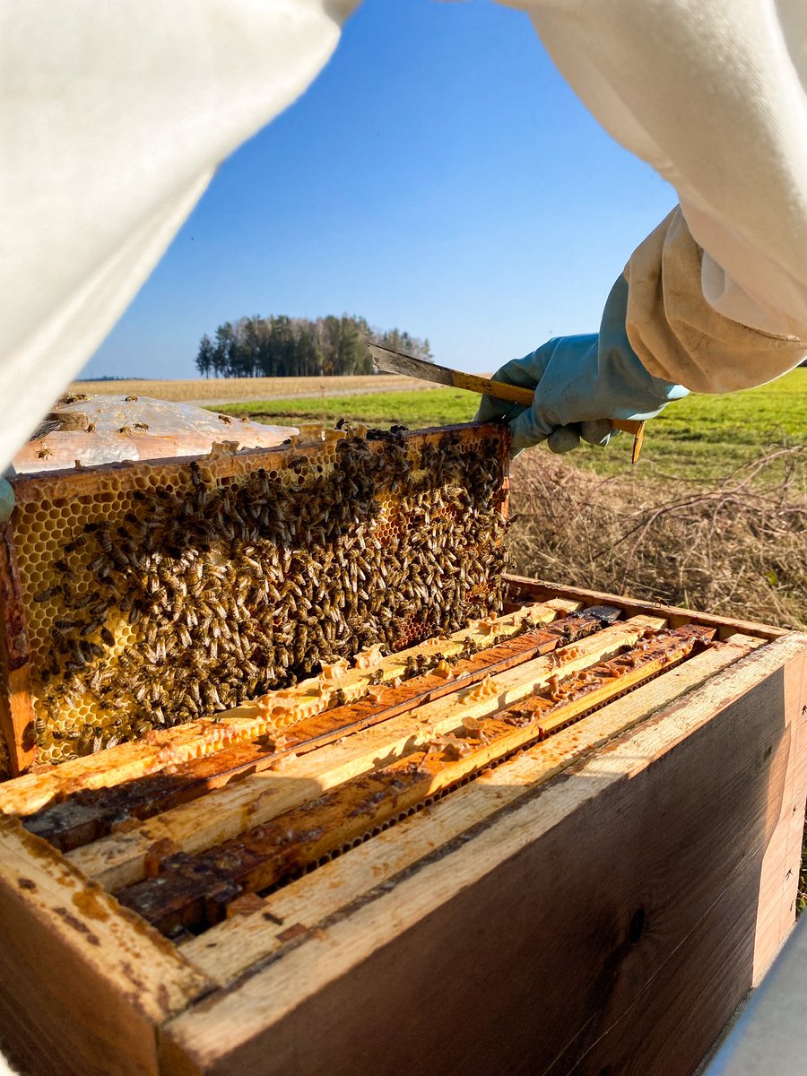 Die Saison kann starten.☺️🐝
.
The season can start.☺️🐝
.
#bienen #imkerei #imker #bee #beekeeper #beekeeping #honeybee #honigbienen #naturschutz #ökologisch