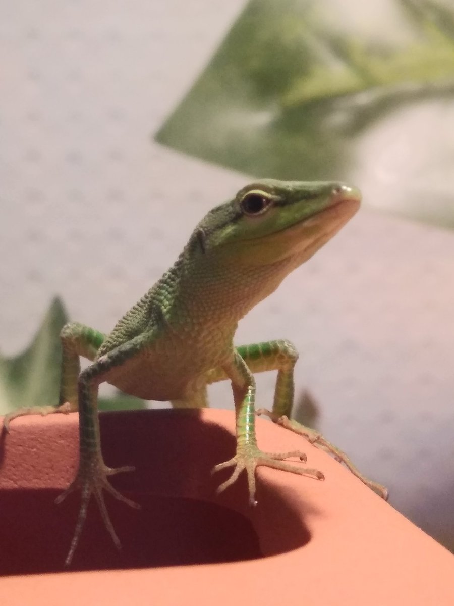 サキシマカナヘビ サキシマカナヘビ