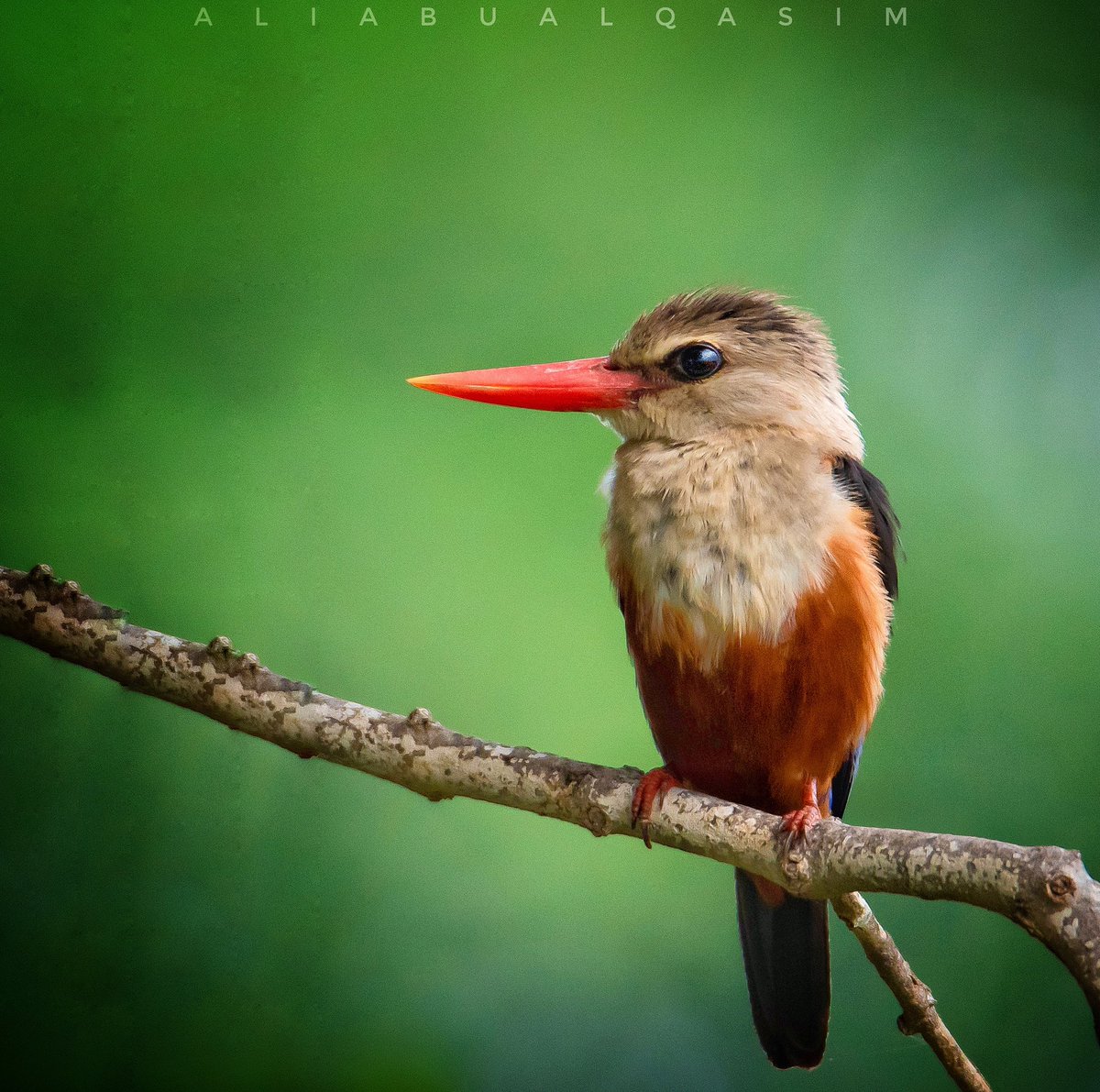 testman51's tweet photo. #natgeo #EarthCapture #natgeo_ar #natgeohub #nationalgeographic #watan_pic #world_captures #gcc_birds #animalpolis #igbest_animals #wildlife_seekers #natures_hub #birdextreme #ig_birdwatchers #worldclassshots #bestnatureshot #birdextreme #wildlife_perfection #wildlife_in_bl https://t.co/nfI9GblmWZ
