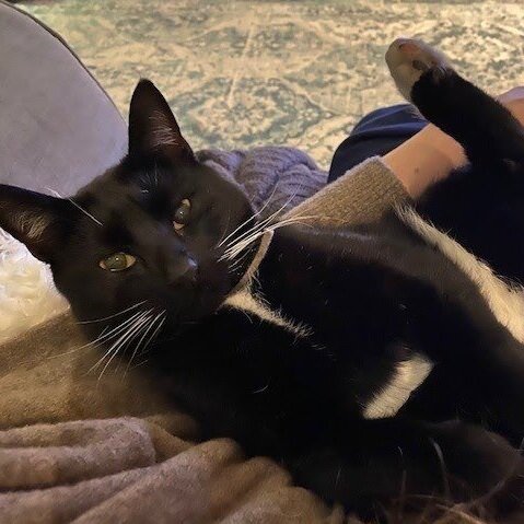 FelineFriendsUK's tweet photo. Happy April everyone! 🌞🌷😻🐾

“I read that when cats are cuddling and kneading you, and you think it’s cute, they’re really just checking your vitals for weak spots.” - Kandyse McClure
#AprilFoolsDay #CatsOnTwitter #CatsOfTwitter https://t.co/HQn7Kxksth