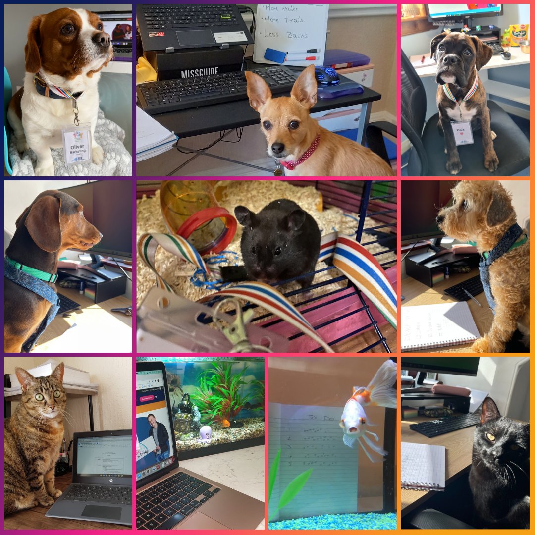mcrpathways's tweet photo. Breaking mews! 😸
Our HR (Hamster Resources 🐹) team have been busy &amp; we're excited to announce our recent staff changes over lockdown!
We're certain our Barketing team 🐶 will bring a fresh paw-spective, &amp; it's an op-purrtunity to introduce the new Catvertising department! 🐾 https://t.co/OtWKgg1B0Q