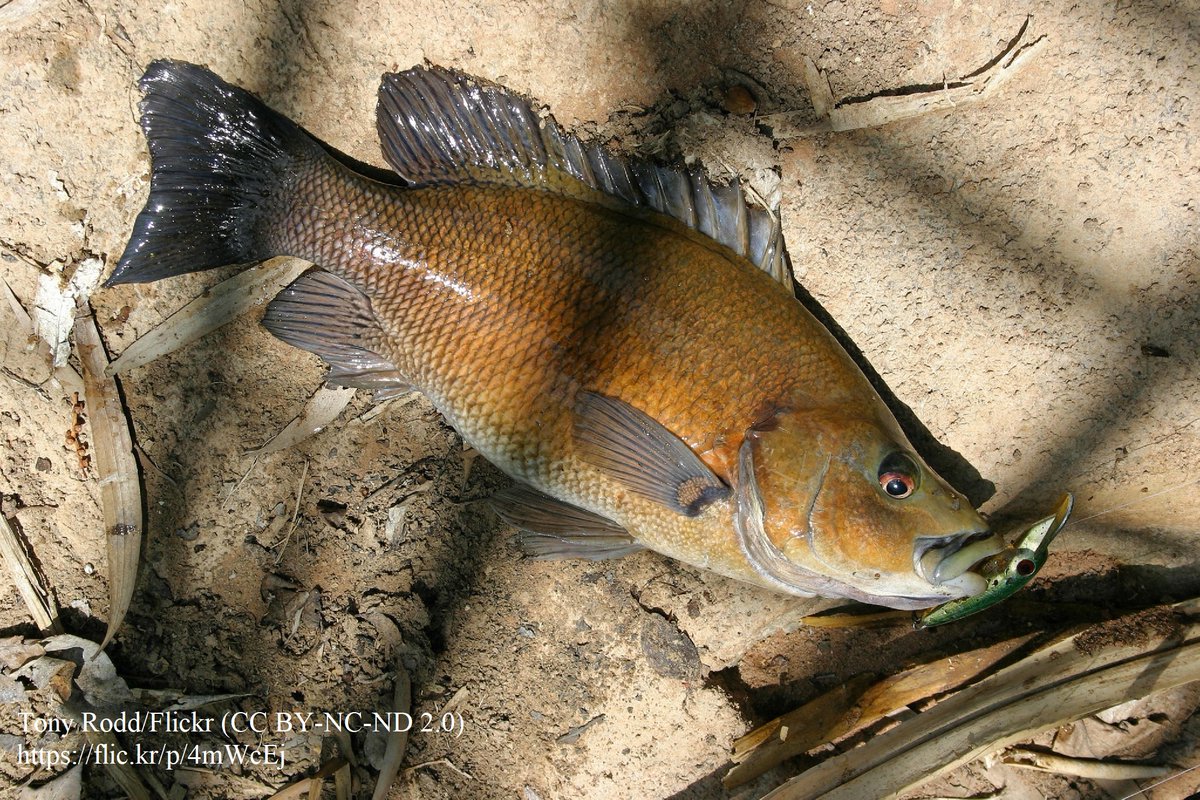 New study: Using radiotelemetry to monitor the habitat preferences and environmental flow requirements of juvenile sooty grunter (Hephaestus fuliginosus). 

onlinelibrary.wiley.com/doi/10.1002/ec…
