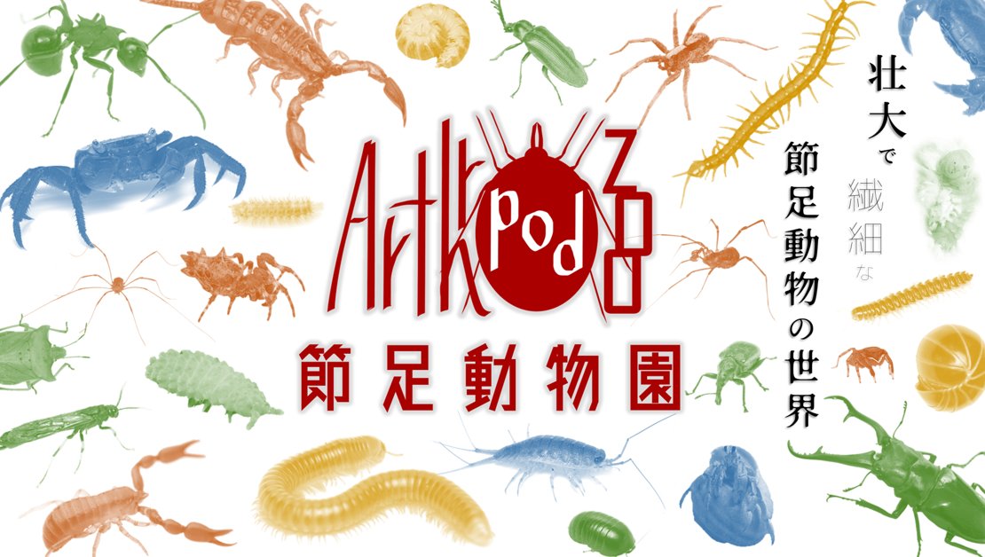 節足動物園-Arthropod_zoo- (@ArthropodZoo) / X