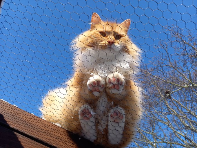 PostYourPets tweet picture