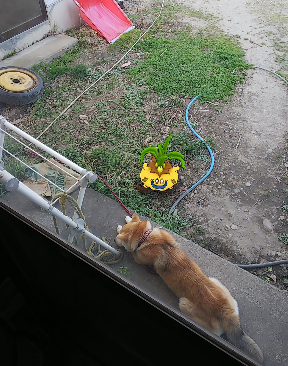 雪洞 ドラクエウォーク オニオーンこれは食べちゃダメなやつ