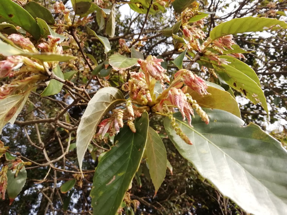 O Xrhsths H Sto Twitter 大学構内で見つけたブナ科コナラ属fagaceae Quercus の雄花序 です アラカシ クヌギ シラカシ 個人的にはアラカシの花が好きです