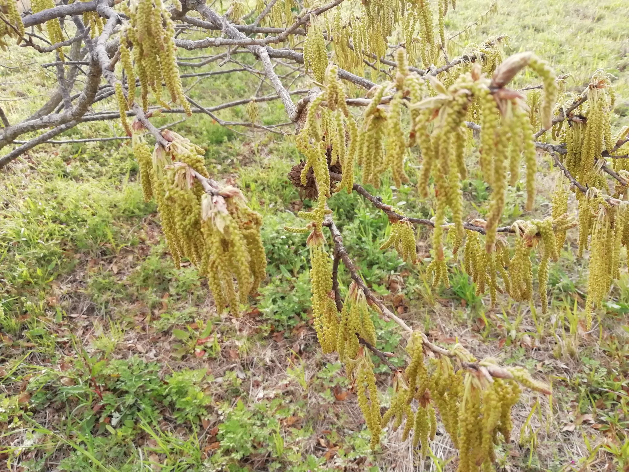 H 大学構内で見つけたブナ科コナラ属fagaceae Quercus の雄花序 です アラカシ クヌギ シラカシ 個人的にはアラカシの花が好きです T Co 9gzfjuznqv Twitter