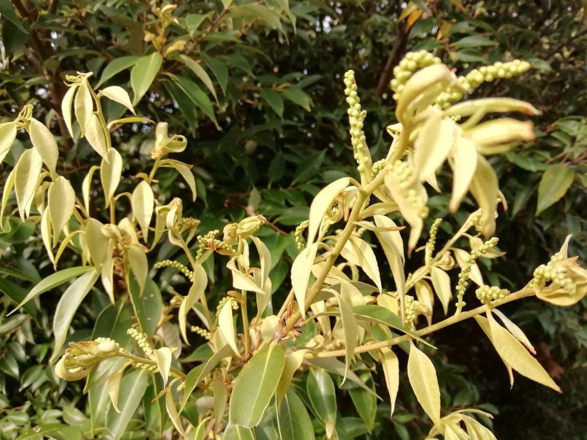 H Sur Twitter 大学構内で見つけたブナ科コナラ属fagaceae Quercus の雄花序 です アラカシ クヌギ シラカシ 個人的にはアラカシの花が好きです