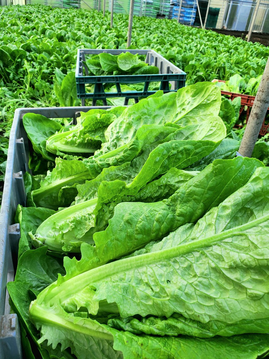 NGosson's tweet photo. Fresh Irish Cos Lettuce cut to order this morning in the #MarketGarden #Rush #ArchersFresh https://t.co/06aGXxGlg5