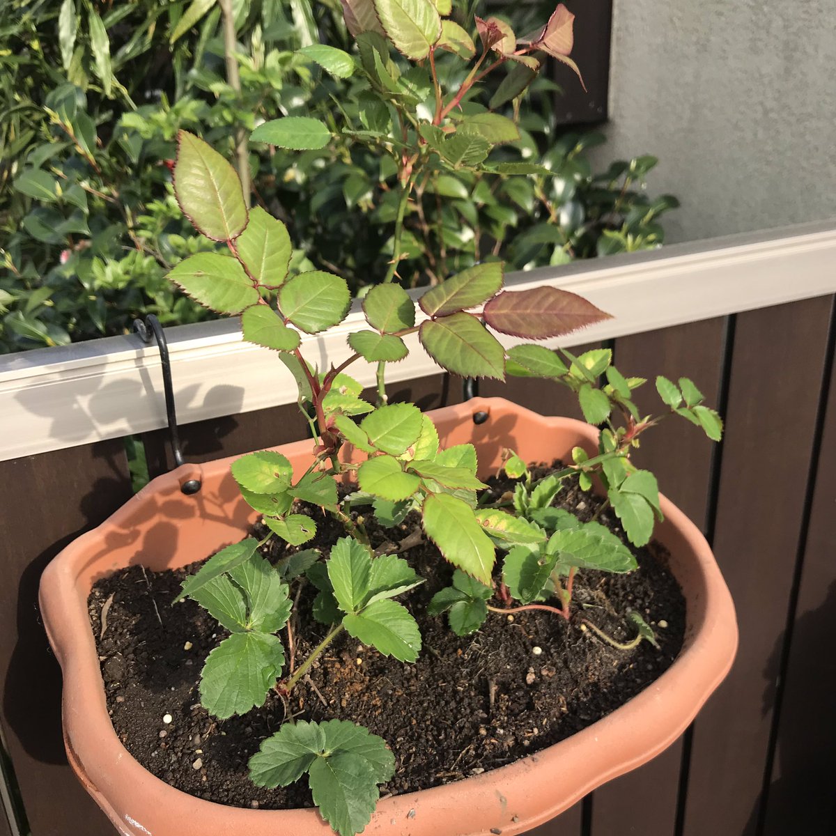 ট ইট র シェーノ ひとまず春の植え替え第一弾 まだオリーブの植え替えが残っていて それまでにまだまだ花を増やしてしまうかもしれないガクブル