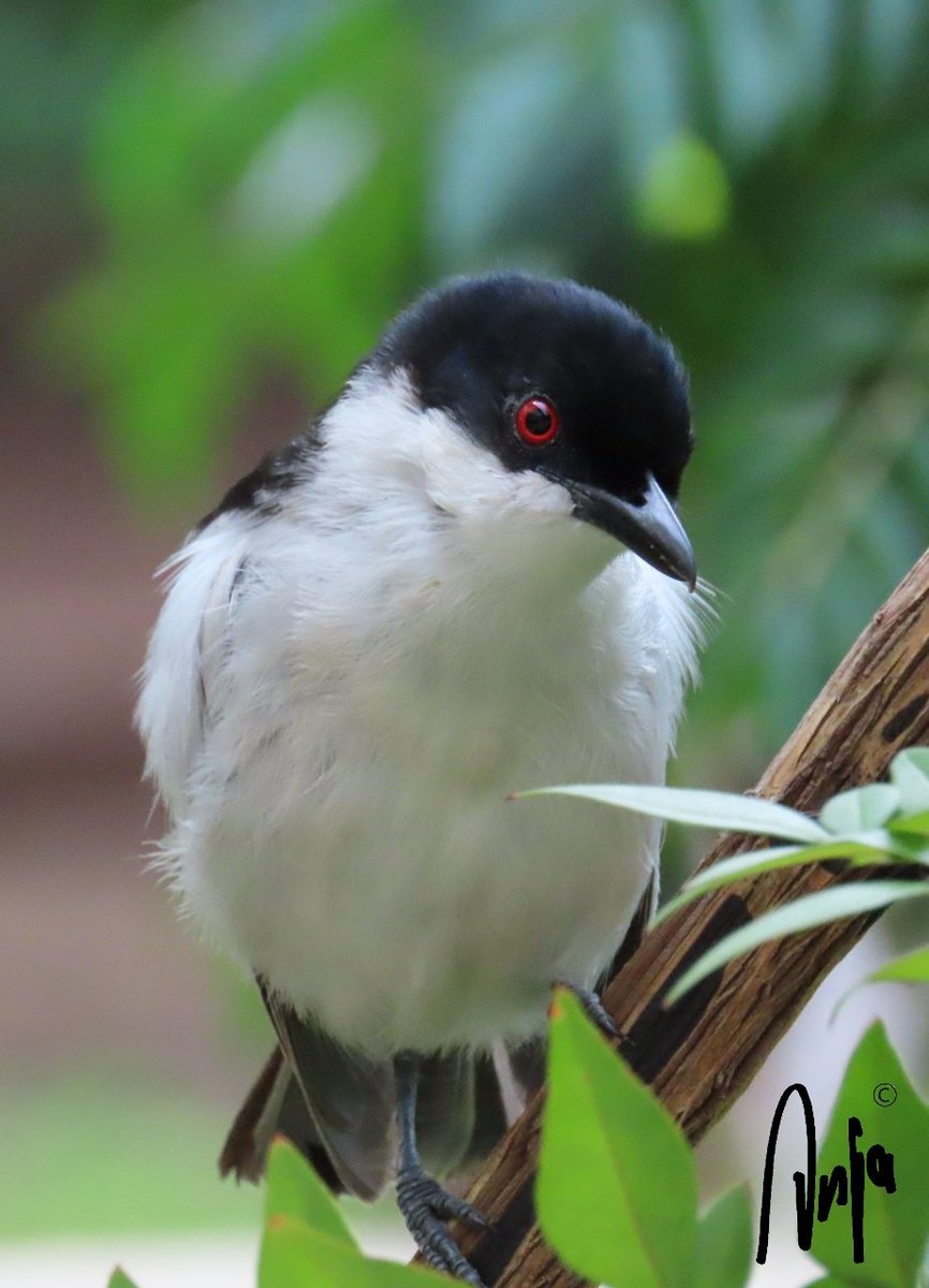 AnjaBSch's tweet photo. #Beautiful #Botswana 🇧🇼 #Francistown
This little #Puffback #Shrike often follows me around the house. When I am in the kitchen, it is in the shrub outside, when on the other side of the house, it sits in the tree. 
#BirdsSeenIn2021 #nature #wildlife #ILoveBotswana https://t.co/KJ8nexRBc8