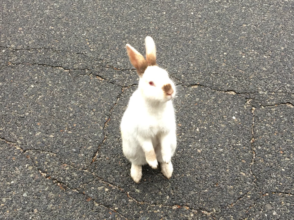 んまちゃん A Twitter 今更だけど余裕が出来たのでうさぎ島2日目のお話 泊まった日の朝は朝食前に散歩がてら山一周する 朝一からお腹 を空かせた うさぎさんがばぁーっと寄ってくる ここは天国か