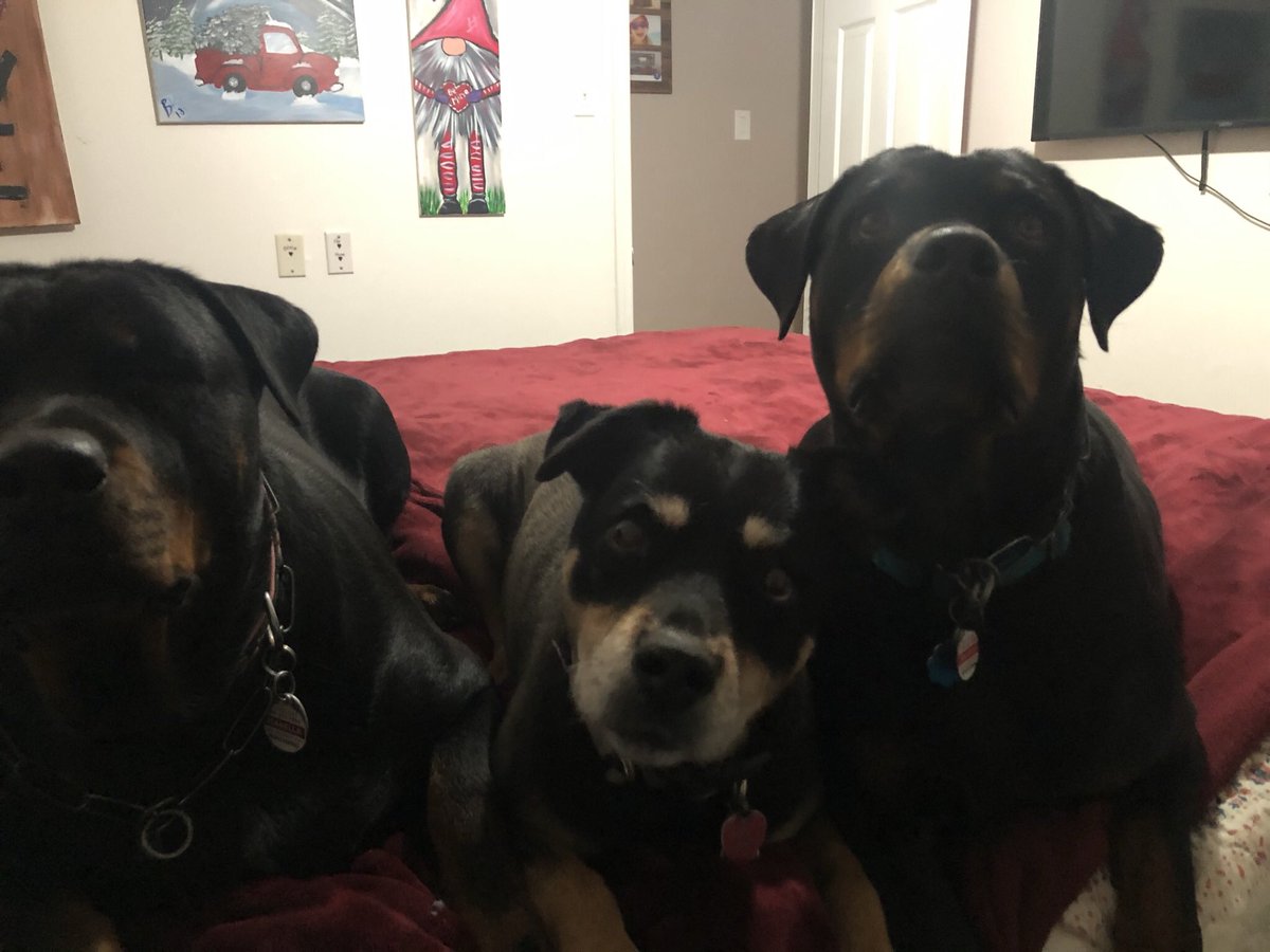 BrockDarr's tweet photo. Show my Rottweilers some love and give us a like. https://t.co/Tla0mtV0jq https://t.co/rfv0JcYnD3