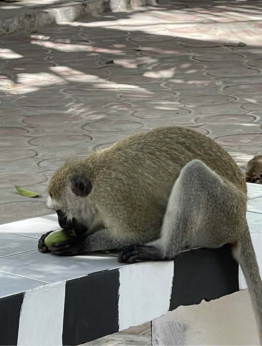 Dahirhasan's tweet image. .@SIMADUniversity mango trees provide shade and food to both students and monkeys during the summer.