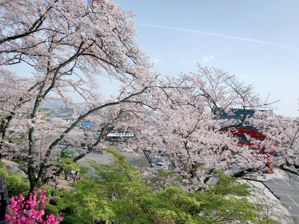 Pirori 同僚の納車がてらに成田山 桜もついでに見てきた