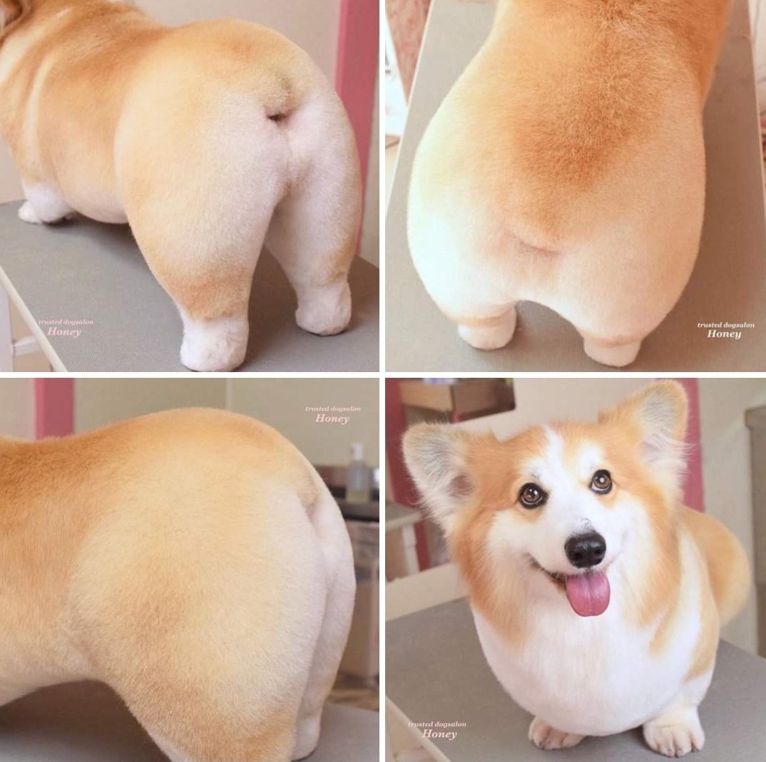 Twindelightpets's tweet photo. The purfect loaf...🍞
🐾
#corgi #welovepets #welovedogs https://t.co/IFlfYhNy8a