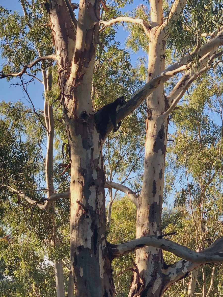 Jiaen Qiu (@jiaenq) on Twitter photo Getting tired? Ready for Easter! Getting tired? Ready for Easter!