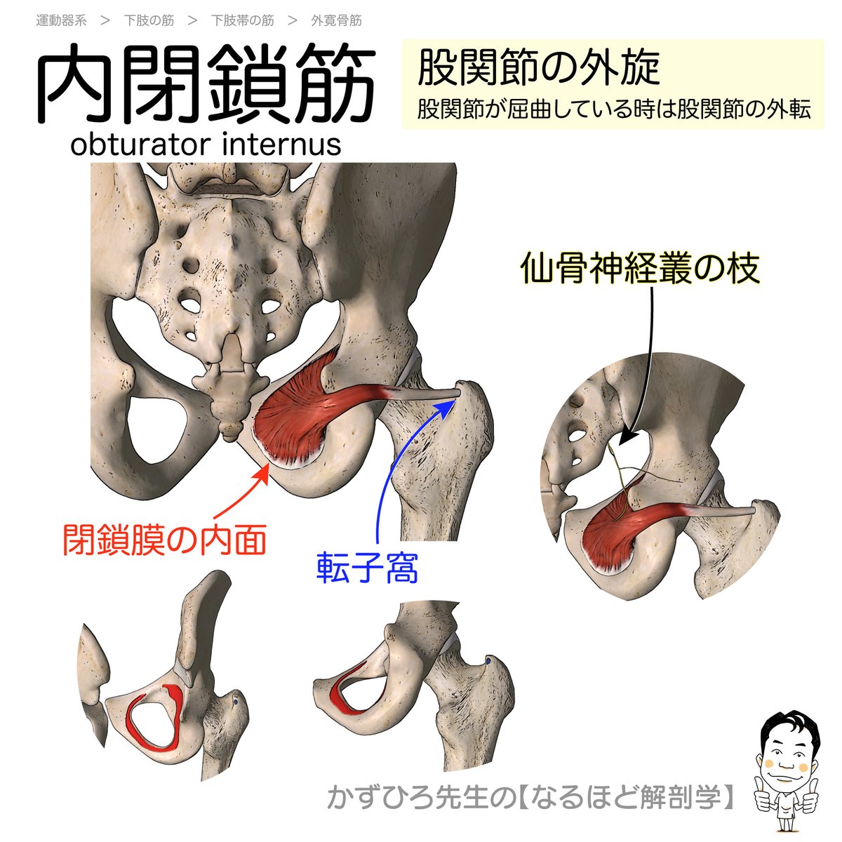 かずひろ先生 なるほど解剖学 筋肉の図に関しては アプリの表示を参照に画像処理と加工して資料を作成しています アプリはいろいろありますが なんでも可です 内臓系に関しては １００年前の解剖書よりphotoshopで文字を消して Illustrator で改めて