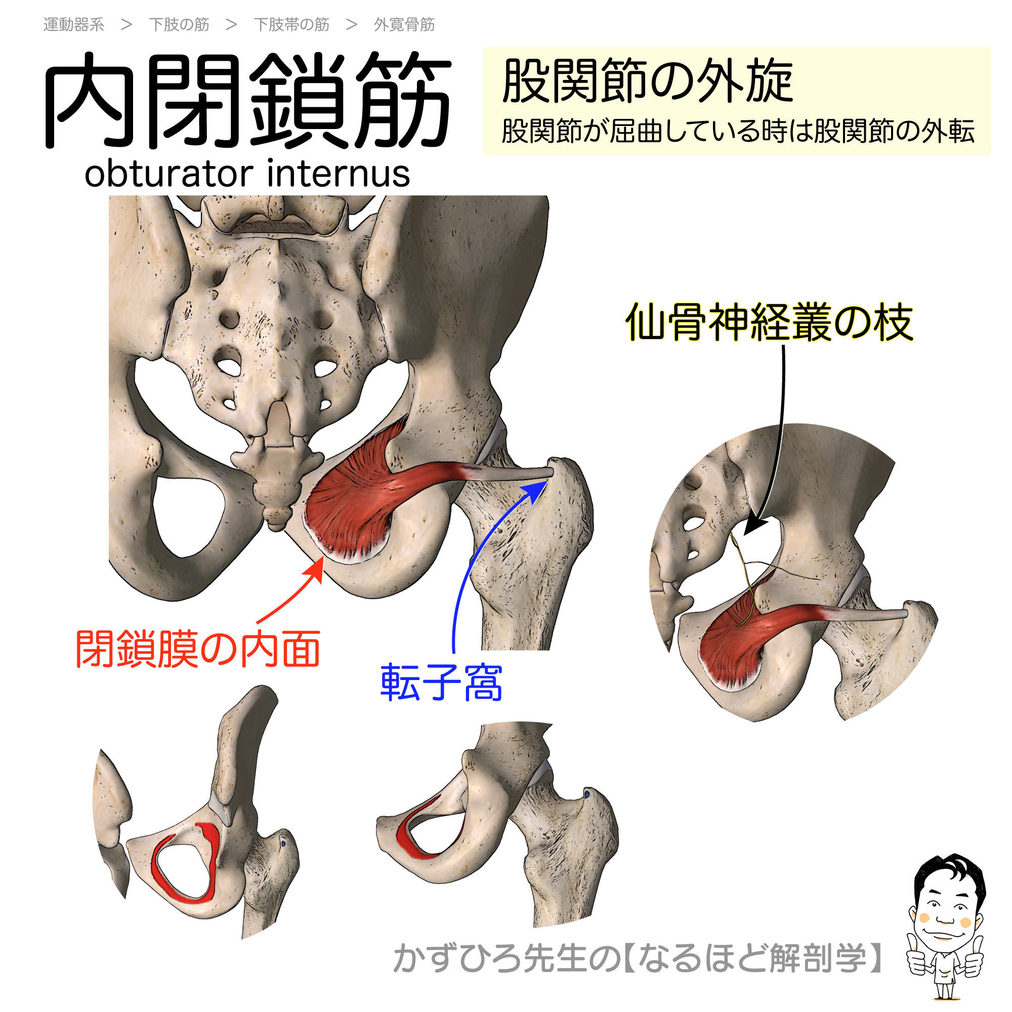 かずひろ先生 なるほど解剖学 筋シリーズ 内閉鎖筋 閉鎖膜の内面 転子窩 仙骨神経叢 股関節の外 旋 股関節が屈曲している時は股関節の外転 Lt 転子窩 Gt 大転子の内側面の凹み 内閉鎖筋 外閉鎖筋 上双子筋 下双子筋が停止 T Co