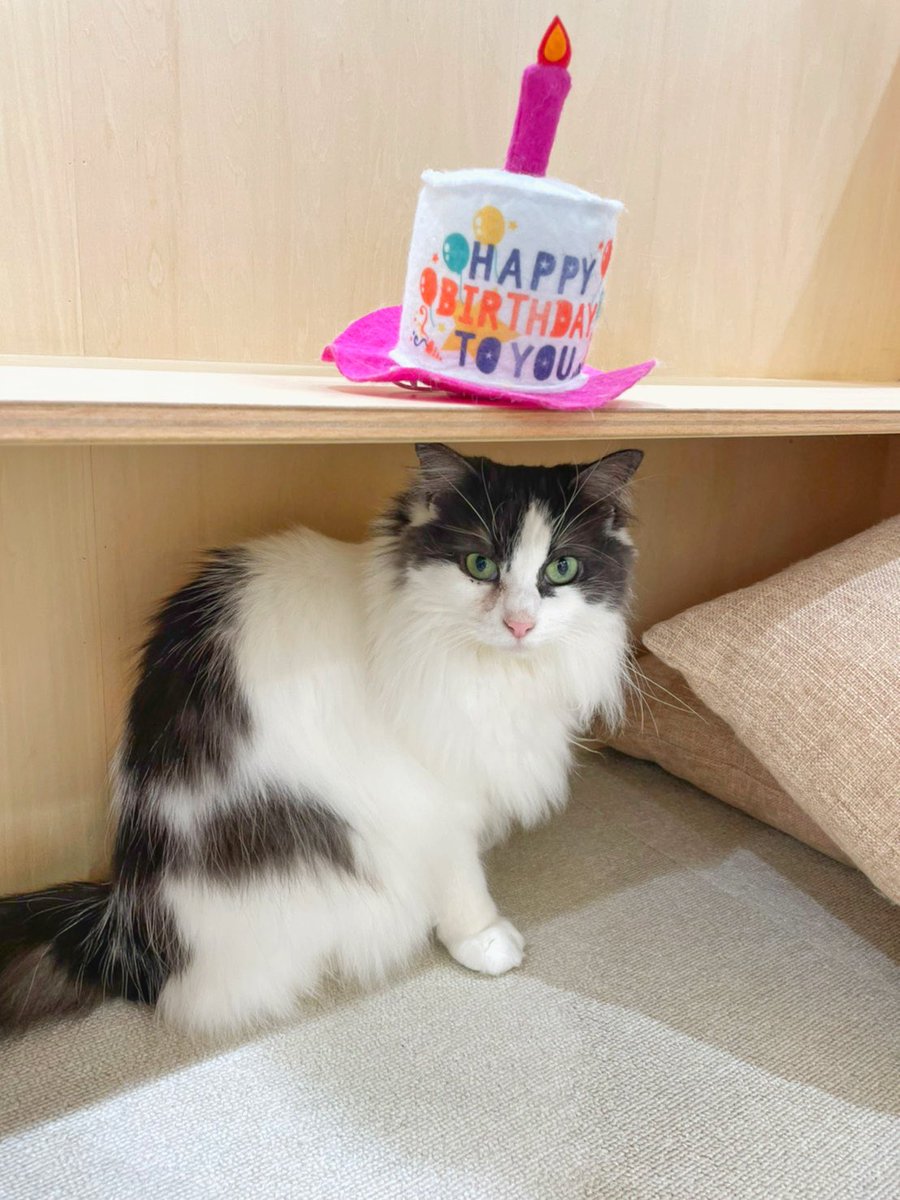 Moff Animal Cafe イオンモール成田店 Moff Narita Twitter