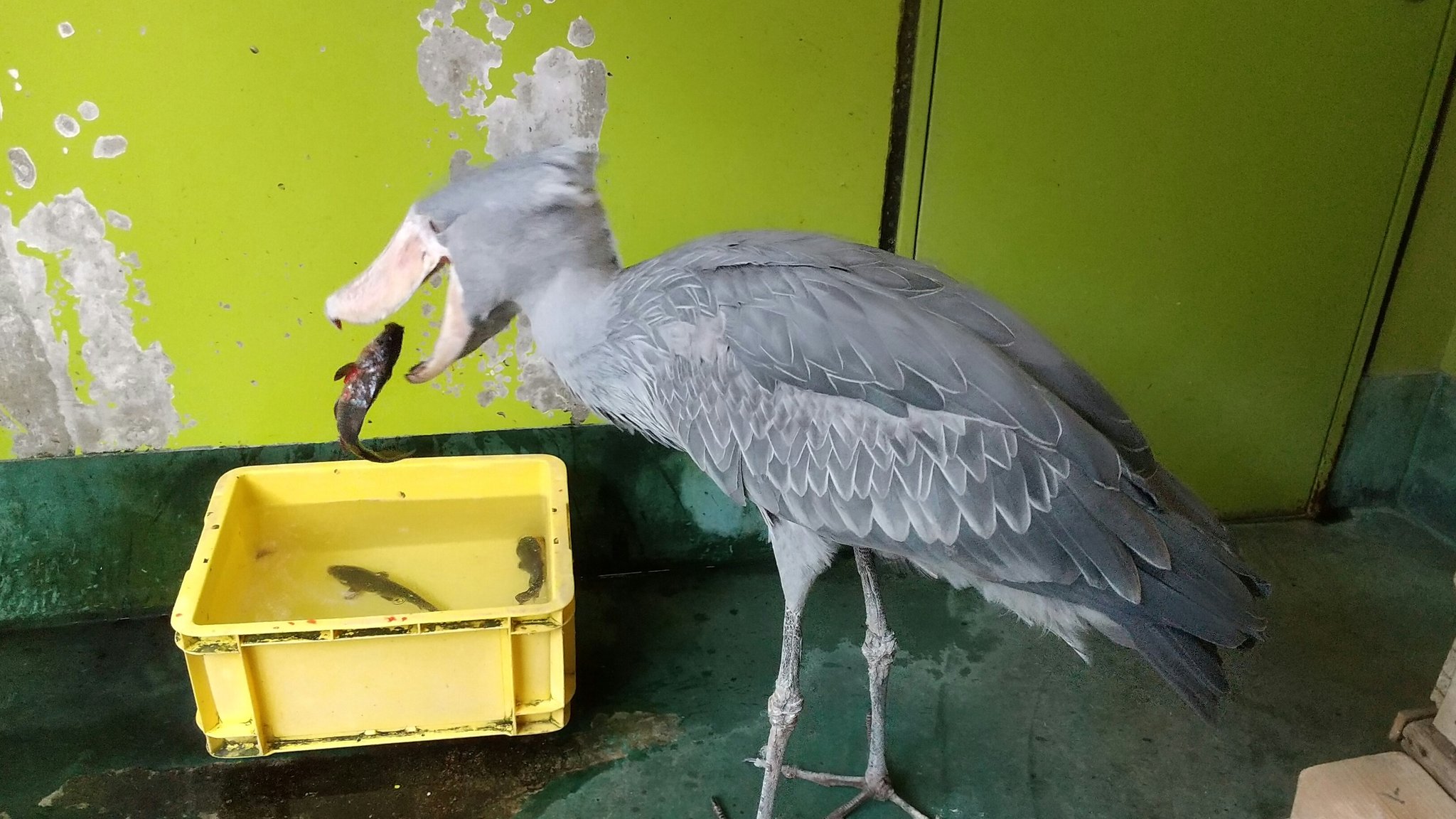 Twitter 上的 千葉市動物公園 公式 ハシビロコウ しずかさん の夕御飯 飼育1 千葉市動物公園 ハシビロコウ T Co Ev75tc8irl Twitter Twitter 上的 千葉市動物公園 公式 ハシビロコウ しずかさん の夕御飯 飼育1 千葉市動物公園 ハシビロコウ T Co Ev75tc8irl Twitter