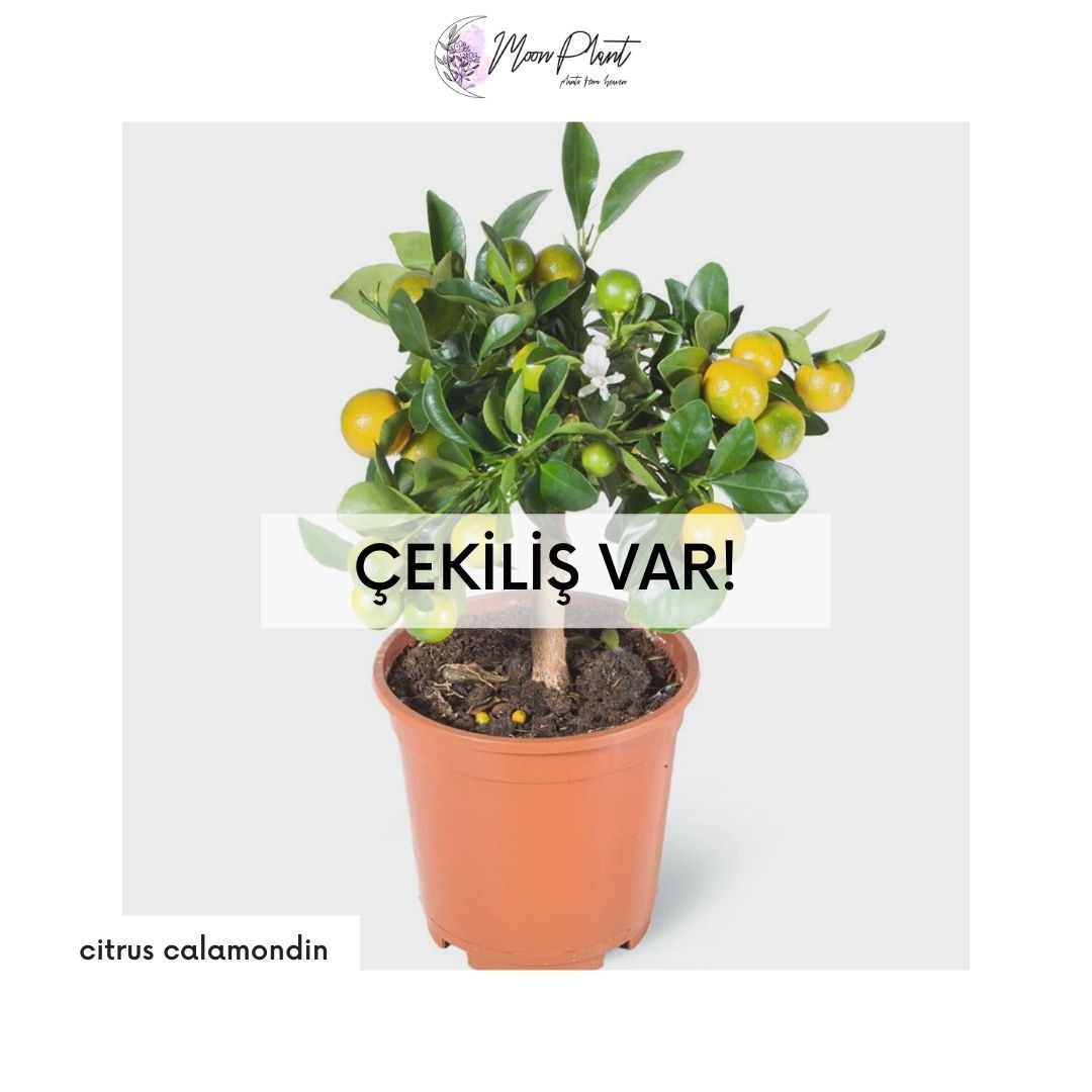 ÇEKİLİŞ VAR!
Size mis kokulu bol meyveli Citrus calamondin hediye ediyoruz!😍
Yapmanız gerekenler;
-<a href="/moonplant_net/">Moon Plant</a> hesabını takip et
-Yorumlara arkadaşlarını etiketle
-Tweetimizi beğen
Herkese bol şans! ❤️
05.04.2020'de sonuç açıklanacaktır.
#cekilis #cekilisvar