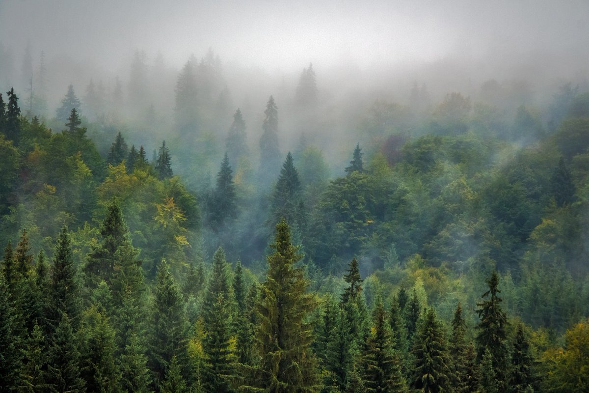 JohnMuirProject's tweet photo. Nothing works better than allowing trees to suck carbon from the atmosphere & store it in their branches, roots & the forest soil for CENTURIES after their death.
Trees are the cheapest, fastest, most reliable form of carbon storage. #KeepForestsStanding
https://t.co/UBHEjPNMTj https://t.co/c6EXInJZ1k