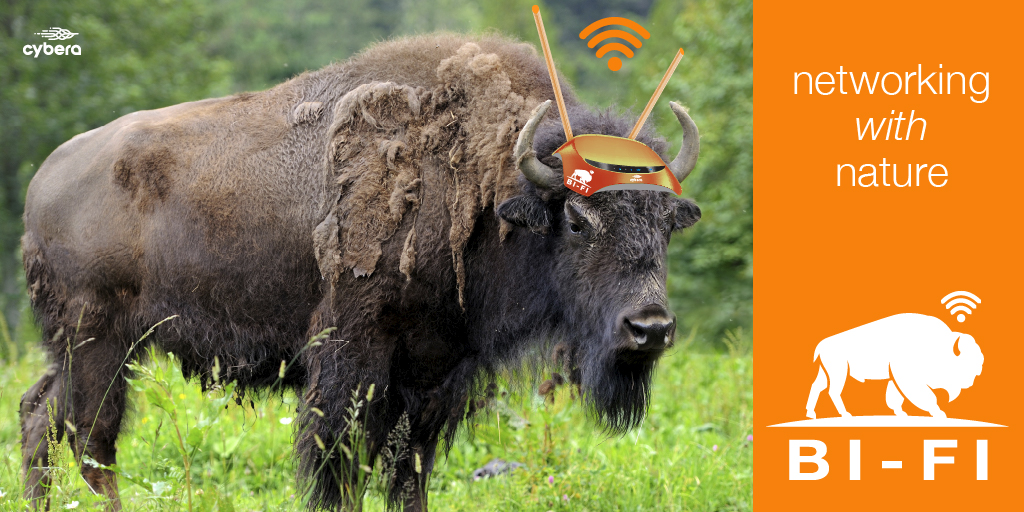 cybera's tweet photo. As part of the @ParksCanada program to re-introduce wild bison into @BanffNP, Cybera is pleased to announce we will be equipping every bison with a mobile hotspot device in a new program we call Bi-Fi.
https://t.co/uaId8L8kg6 https://t.co/bPg69V5qhz