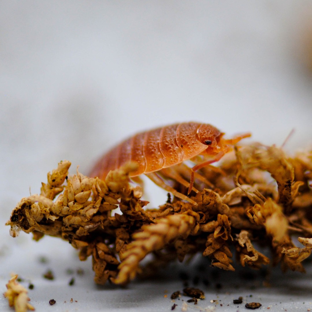 isopodist's tweet photo. We love how this isopod glows 😍

📸: @sc.herpetoculture
🐛: Porcellio Scaber "Spanish Orange"

#isopod #isopods #isopodsource #isopoda #porcellio #scaber #porcellioscaber #porcellioscaberspanishorange #wildlifephotography #macrophotography #insectmacro #bbcwildlife @BBCEarth https://t.co/nHOyt4256x