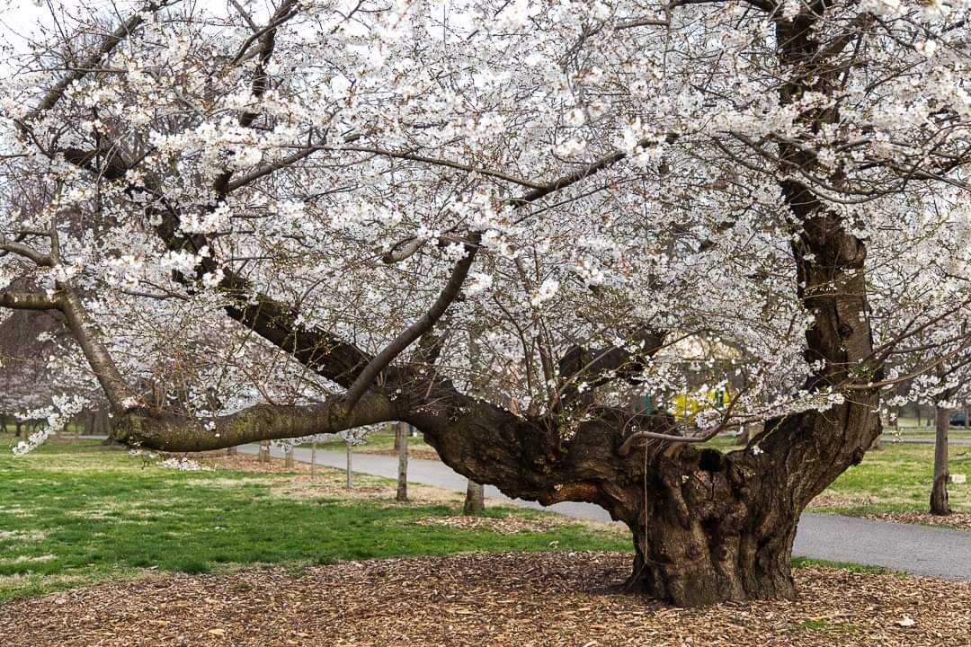 TowerGrovePark's tweet photo. Ever notice the massive Yoshino cherry tree that sits at the corner of Cherry Tree Lane? It's over 100 years old and faithfully blooms every year. 🌸

📷: Kari R. Frey https://t.co/YLTOESSXAS