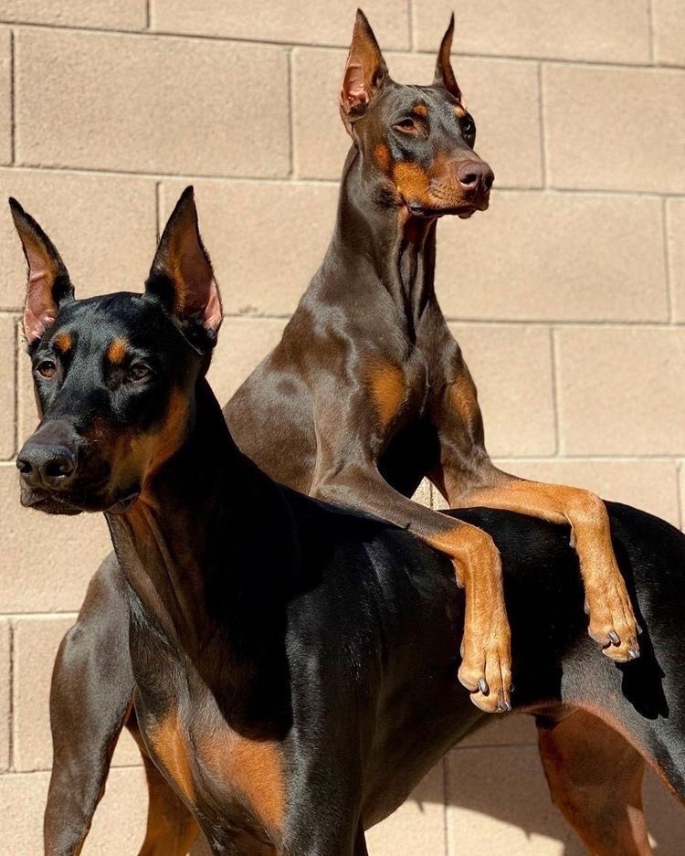 mel1oves's tweet photo. I am getting a dog (after 15years of fighting for it!!)
And this means:
-there is a reason to go out
-more steps
-not able to eat so much(?)/no time for     food
-my own psychologist!
I actually want a doberman or the small version of it but my dad says: 
„it’s ugly“ 
Is it?!!! https://t.co/E45wrtxH1N