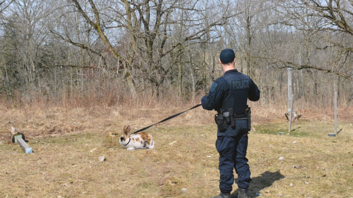 lpsmediaoffice's tweet photo. Just in time for #Easter weekend - our new LPS Rabbit Response Team (RRT) is fully trained and deployable. These bunnies will be used in situations where spaces are too small for our officers or dogs to navigate. For more info, visit our website: https://t.co/1c70z5JF59 #ldnont https://t.co/N6OUvljCAz