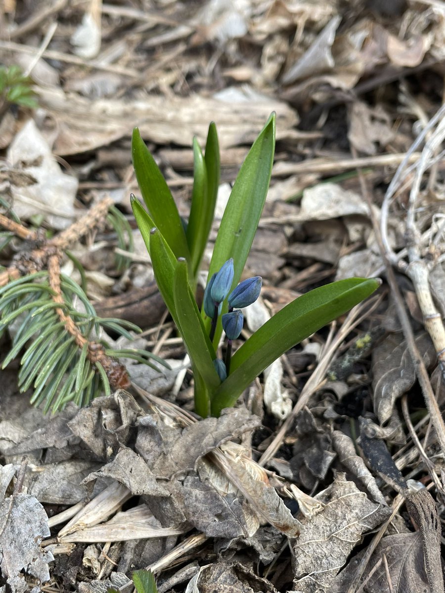 The weather is warming and plants are emerging!

One of these early emerging plants is Siberian squill. This plant is problematic in Minnesota because it is cold tolerant and spreads quickly.

This year, I have already seen squill emerge in the Mullins woodland and at my house.. https://t.co/6gEmtjRxzo