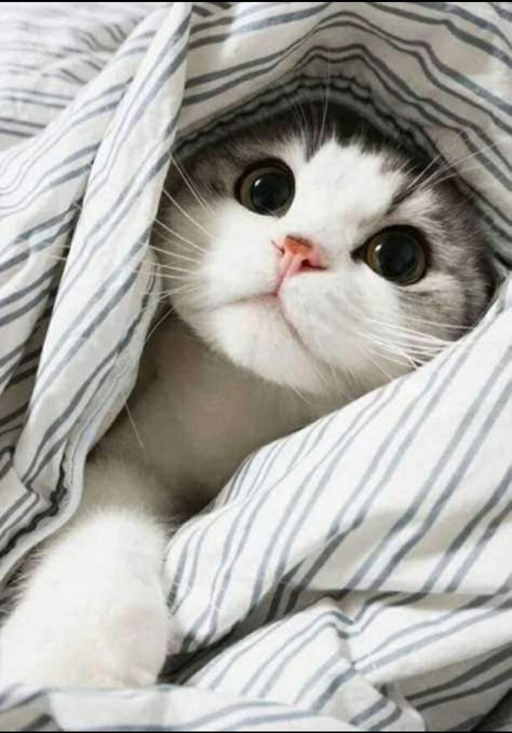 FerideSlmn's tweet photo. Kız kocasıyla video çekmiş atmış boşa bakmayın tapusu bende yazmış benimde evim var tapusu bende ama kiracı oturuyor ..😬😬 https://t.co/fDKllEmNKl