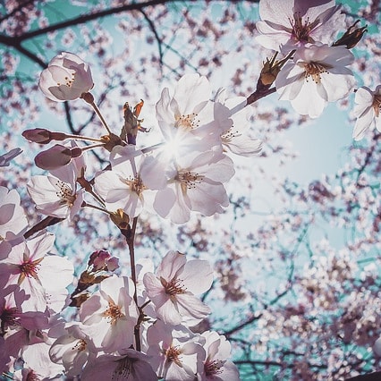 太田大三 On Twitter 別れと出逢いの季節 この時期に必ず聴く曲 同期の桜 この曲を流して走っている車がいたら それは自分です 同級生達を思い浮かべて懐かしくなります 咲いた花なら 散るのは覚悟 見事散りましょ 国のため 血肉分けたる仲ではないが なぜか気が