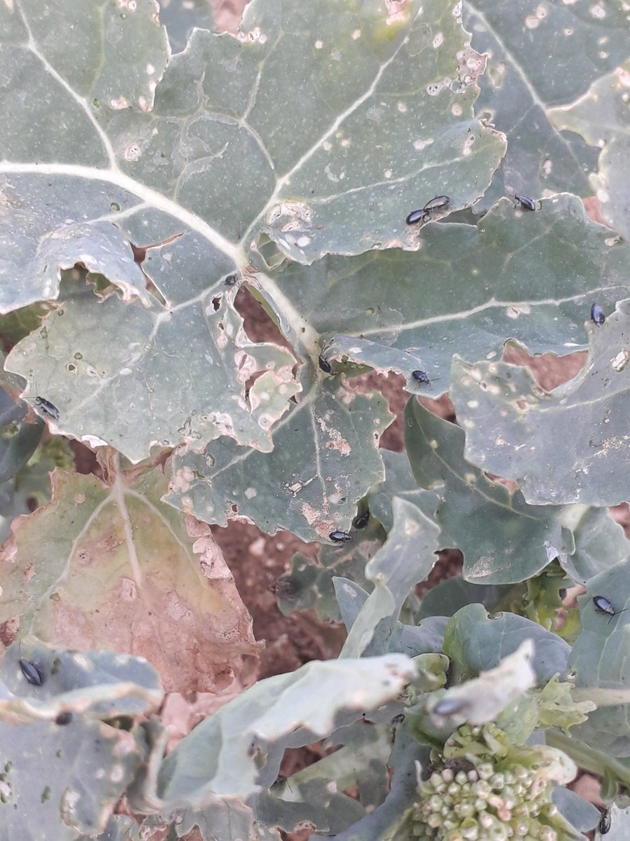 OM_TInovia's tweet photo. 😪 Malheureusement voici encore une parcelle de #colza qui ne fleurira pas notre belle campagne 😡 larves de charançon, méligèthes et des centaines de petites altises qui dévorent les feuilles. #ceuxquifontlesessais #FrAgTw https://t.co/gxIEjGmu2P